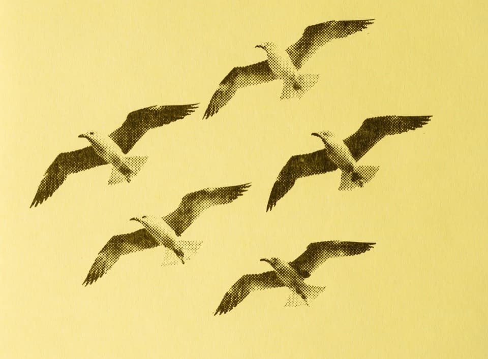 Cover art for Field Study No. 6 gull print